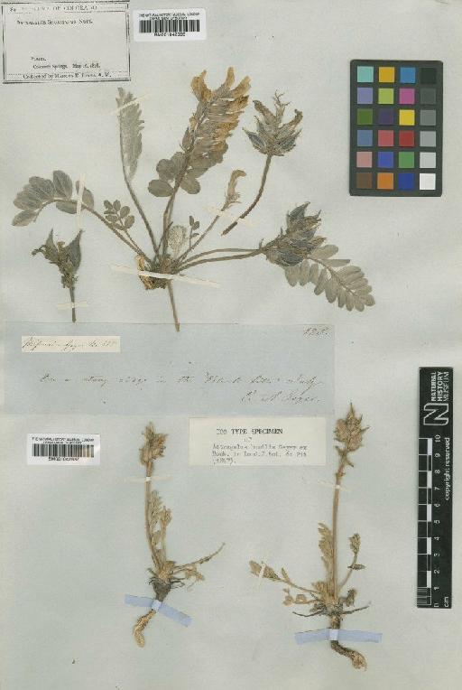 Astragalus shortianus Nutt. - BM001042636