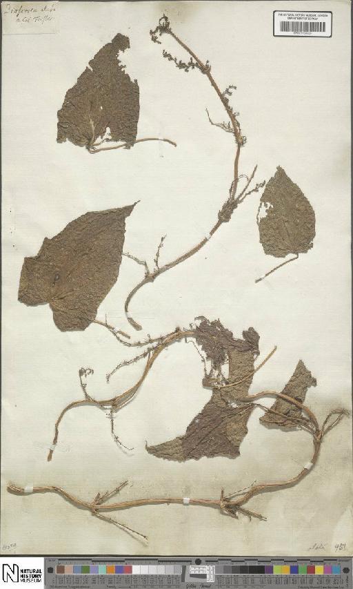 Dioscorea alata L. - BM001190620