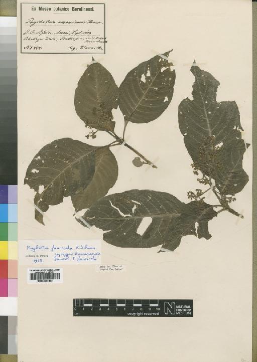 Psychotria faucicola Schum - BM000903582