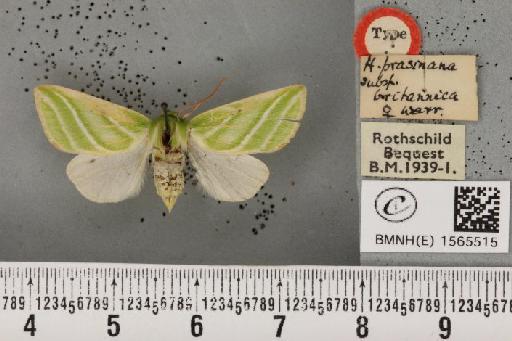 Pseudoips prasinana britannica (Warren, 1913) - BMNHE_1565515_293614