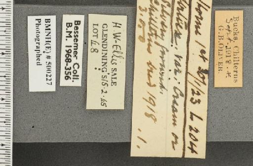 Aglais urticae ab. pallida Mosley, 1896 - BMNHE_500227_label_45731