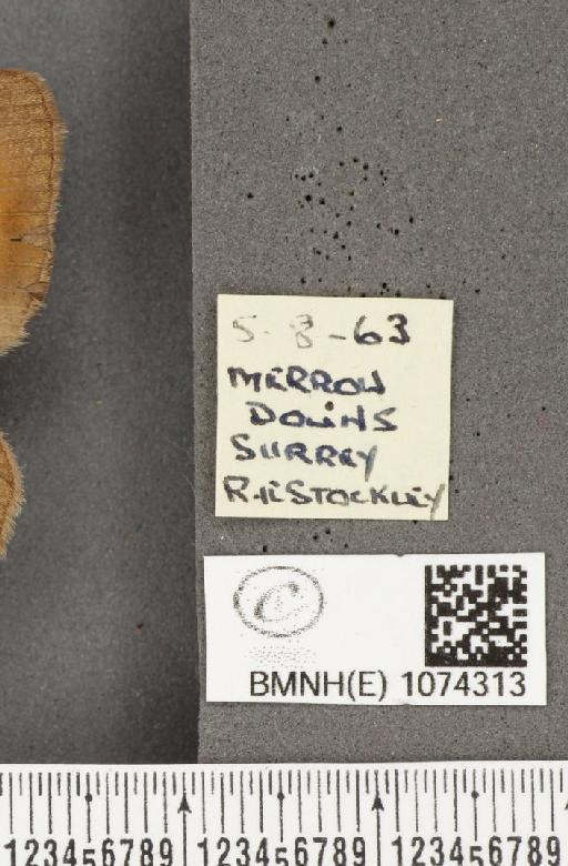 Maniola jurtina insularis ab. antiparvipuncta Leeds, 1950 - BMNHE_1074313_label_41025