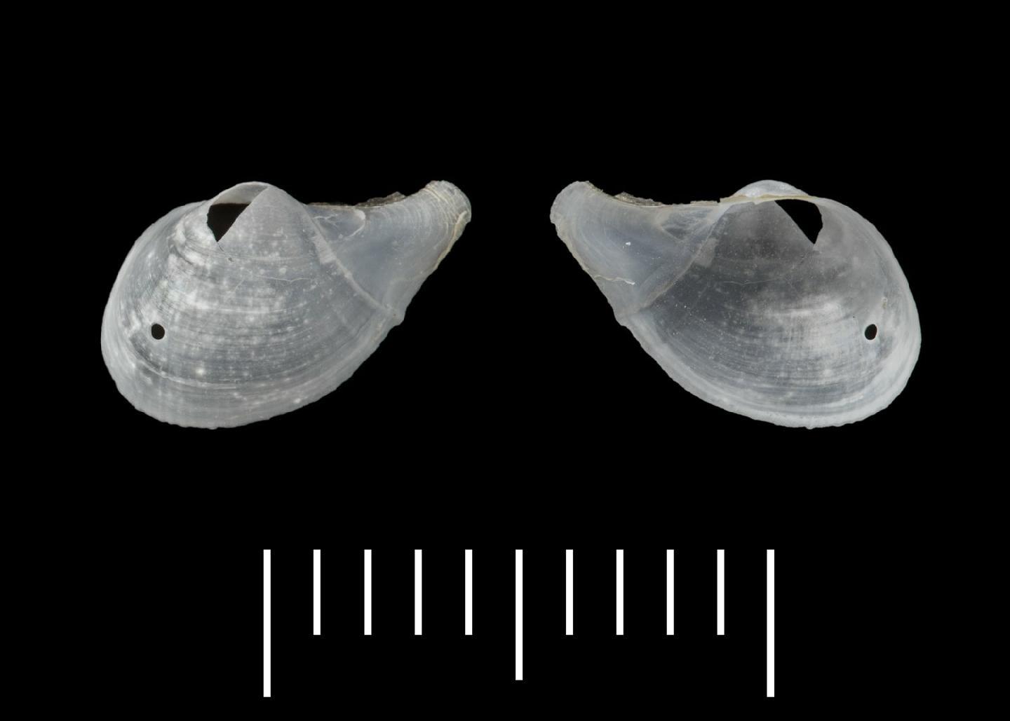 To NHMUK collection (Cardiomya unistriata Allen, 2011; HOLOTYPE; NHMUK:ecatalogue:473311)