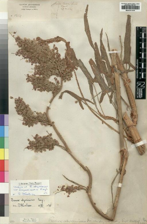 Rumex abyssinicus var. angustisectus Engl. - BM000910426