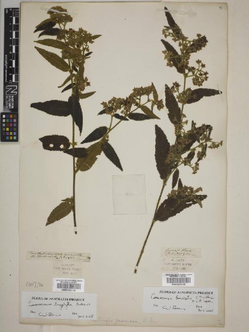 Commersonia breviseta C.F.Wilkins & L.M.Copel. - BM000820148