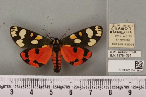 Callimorpha dominula (Linnaeus, 1758) - NHMUK_010413643_523652