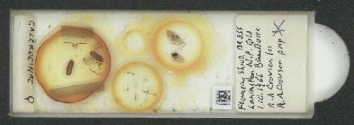 Galerucinae Latreille, 1802 - 010131562_127044_1760088