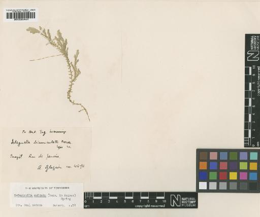 Selaginella sulcata (Desv. ex Poir.) Spring ex Mart. - BM000936581