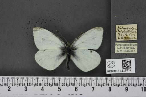 Pieris rapae rapae (Linnaeus, 1758) - BMNHE_1118317_75175