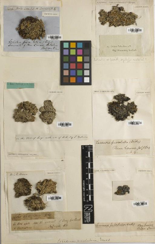 Brigantiaea fuscolutea (Dicks.) R.Sant. - BM000974532