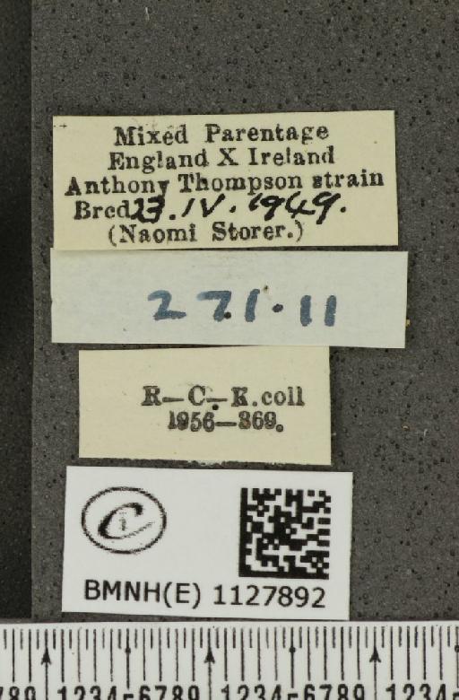 Pieris napi ab. confluens Schima, 1910 - BMNHE_1127892_label_81042
