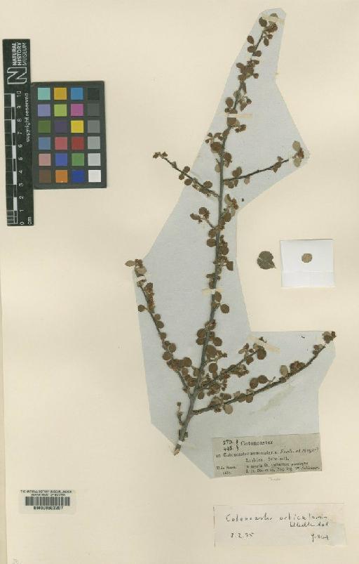 Cotoneaster orbicularis Schltdl. - BM000602207