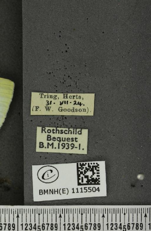 Pieris rapae rapae (Linnaeus, 1758) - BMNHE_1115504_label_70379