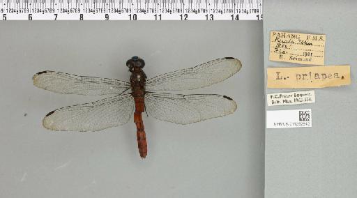 Lyriothemis biappendiculata (Selys, 1878) - 011252842_93000_1255234_2