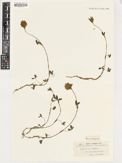 Trifolium pratense L. - BM001037871