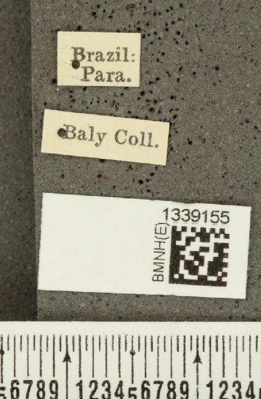 Acalymma bivittulum amazonum Bechyné, 1958 - BMNHE_1339155_label_20527