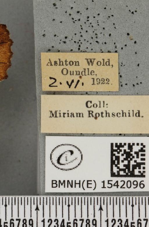 Ptilodon capucina (Linnaeus, 1758) - BMNHE_1542096_label_247700