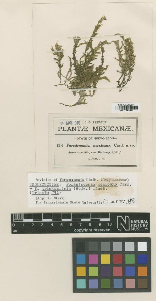 Forsstroemia trichomitria (Hedw.) Lindb. - BM000960961_a