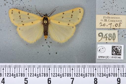 Setina irrorella (Linnaeus, 1758) - BMNHE_1660546_258983