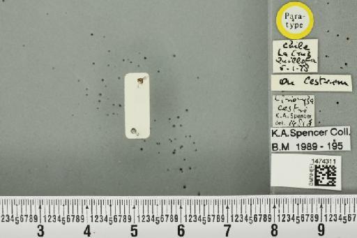 Liriomyza cestri Spencer, 1982 - BMNHE_1474311_49574