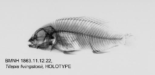 Tilapia livingstonii Boulenger, 1899 - BMNH 1863.11.12.22, HOLOTYPE, Tilapia livingstonii Radiograph