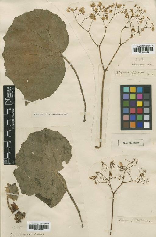 Begonia floccifera Bedd. - BM000944669