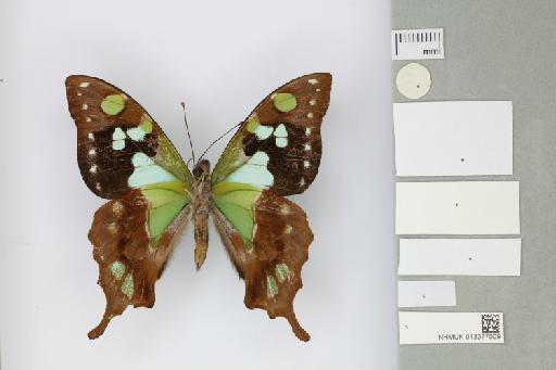 Graphium kosii Müller & Tennent, 1999 - 013377009_Graphium_kosii_Muller & Tennent_1999_PT_1