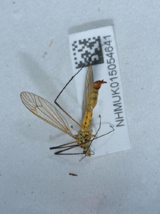 Nephrotoma flavescens (Linnaeus, 1758) - 015054641_2
