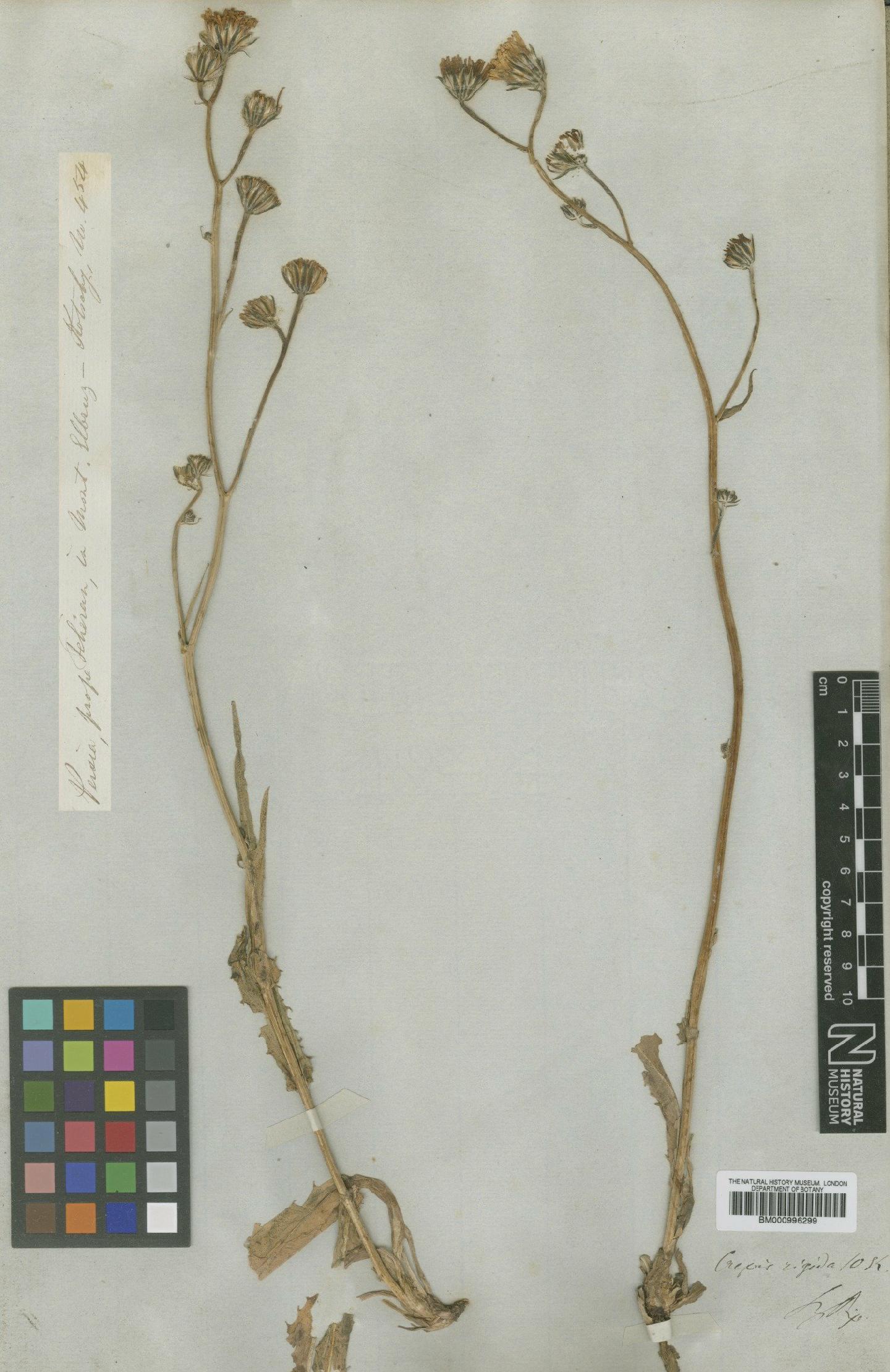 To NHMUK collection (Crepis asadbarensis Bornm.; Type; NHMUK:ecatalogue:481501)