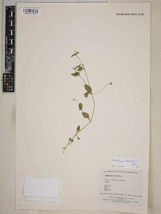 Moehringia trinervia (L.) Clairv. - BM013414839