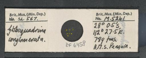 Globoquadrina conglomerata (Schwager) - ZF6458.jpg