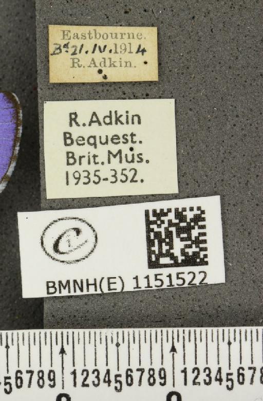 Celastrina argiolus britanna (Verity, 1919) - BMNHE_1151522_label_112507