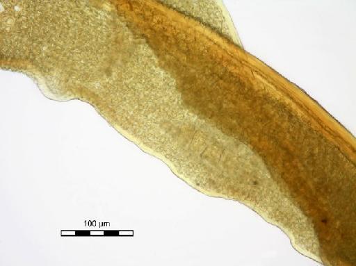 Syrrhopodon tjibodensis Fleisch - Syrrhopodon tjibodensis_BM000664953margin