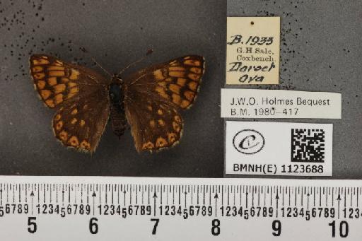 Hamearis lucina (Linnaeus, 1758) - BMNHE_1123688_78576