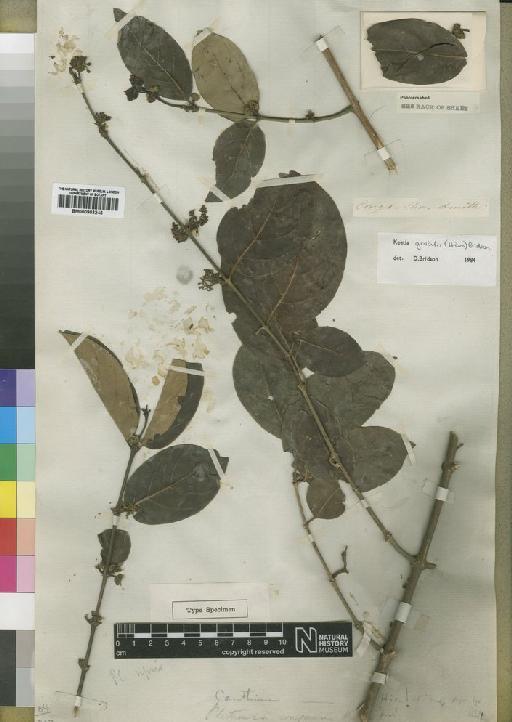 Keetia gracilis (Hiern) Bridson - BM000903245