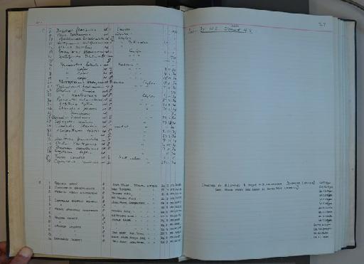 Halcyon chloris kalbaensis Cowles, 1980 - Zoology Accessions Register: Aves (Skins): 1972 - 1993: page 27