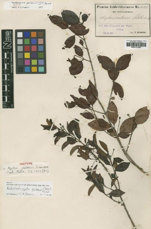 Myrtus paitensis Schltr. - BM001015429