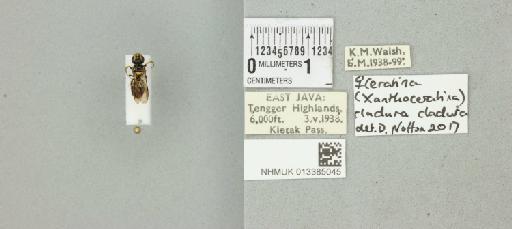 Ceratina (Xanthoceratina) cladura cladura Cockerell, T., 1919 - 013385045_835482_577207