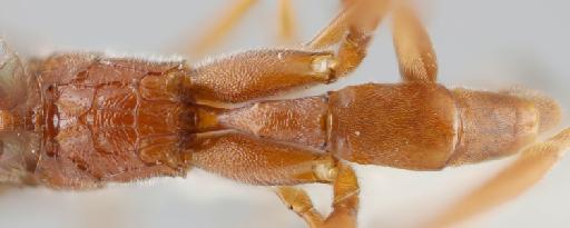 Zagryphus zulaya Gauld, I.D., 1997 - 015215525_Zagryphus_zulaya_paratype_propodeum