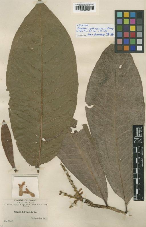 Triplaris guanaiensis Rusby - BM000993257