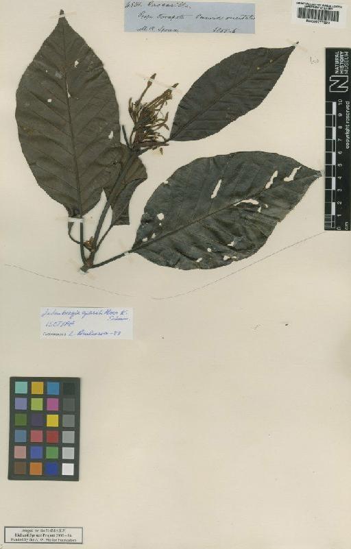 Ladenbergia graciliflora K.Schum. - BM000777520
