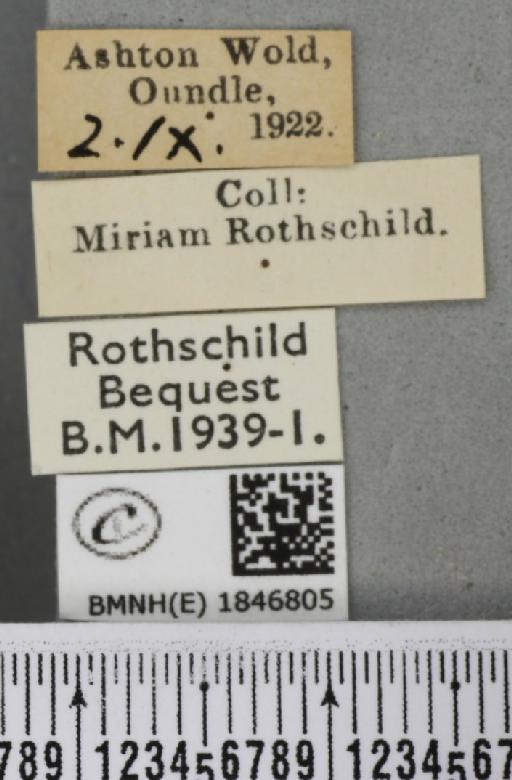 Lomaspilis marginata (Linnaeus, 1758) - BMNHE_1846805_label_419991