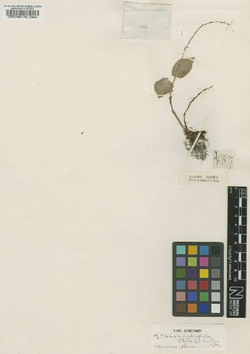 Malaxis cardiophylla Rchb.f. - BM000088116