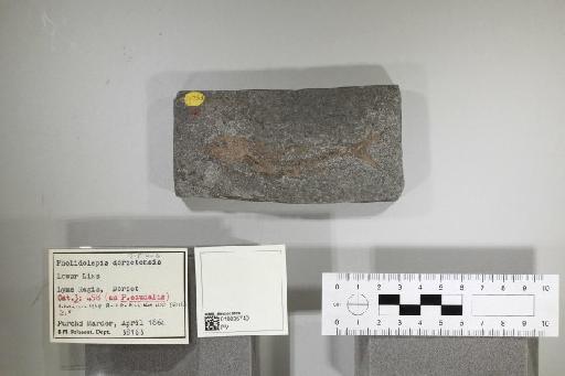 Pholidolepis dorsetensis - 010035749_L010097730