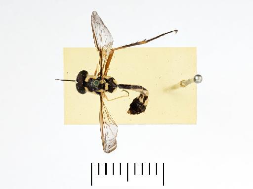 Systropus (Systropus) trispinosus Bezzi, 1924 - Systropus trispinosus - whole body dorsal