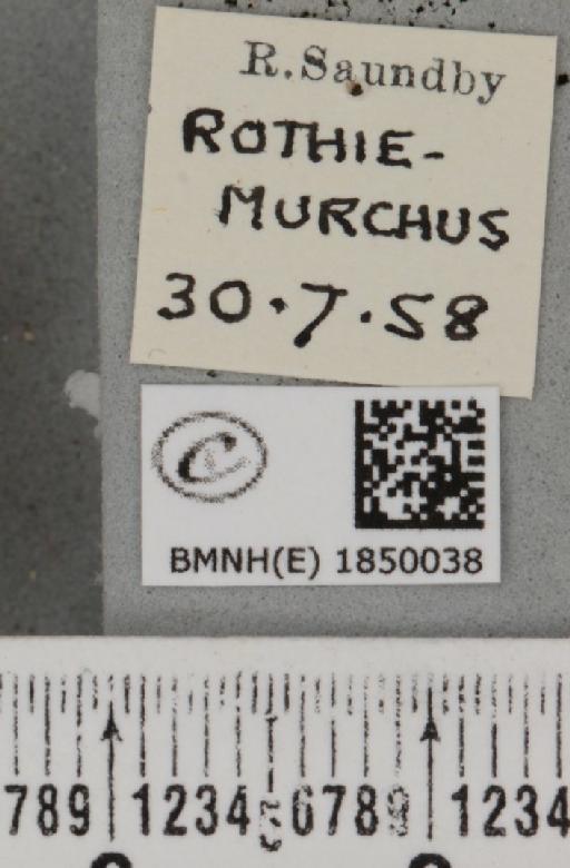 Macaria brunneata (Thunberg, 1784) - BMNHE_1850038_label_423282