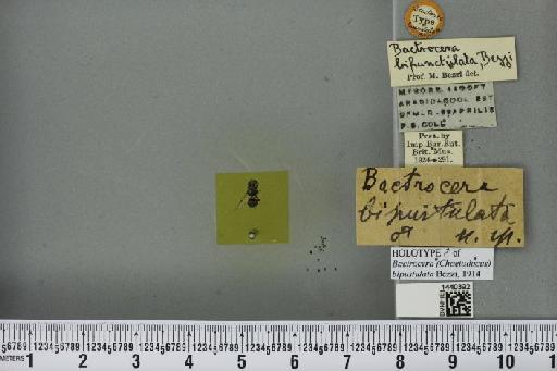 Bactrocera (Parazeugodacus) bipustulata Bezzi, 1914 - BMNHE_1440392_35573