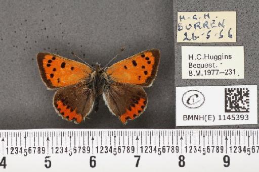 Lycaena phlaeas hibernica Goodson, 1948 - BMNHE_1145393_108736