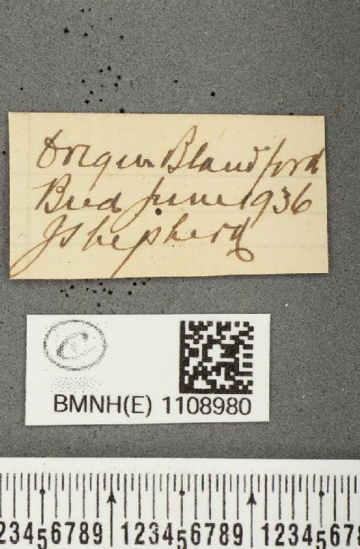Euphydryas aurinia (Rottemburg, 1775) - BMNHE_1108980_label_50569