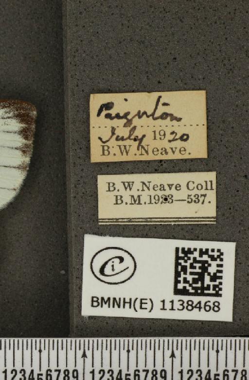 Pieris napi sabellicae Stephens, 1827 - BMNHE_1138468_label_90538